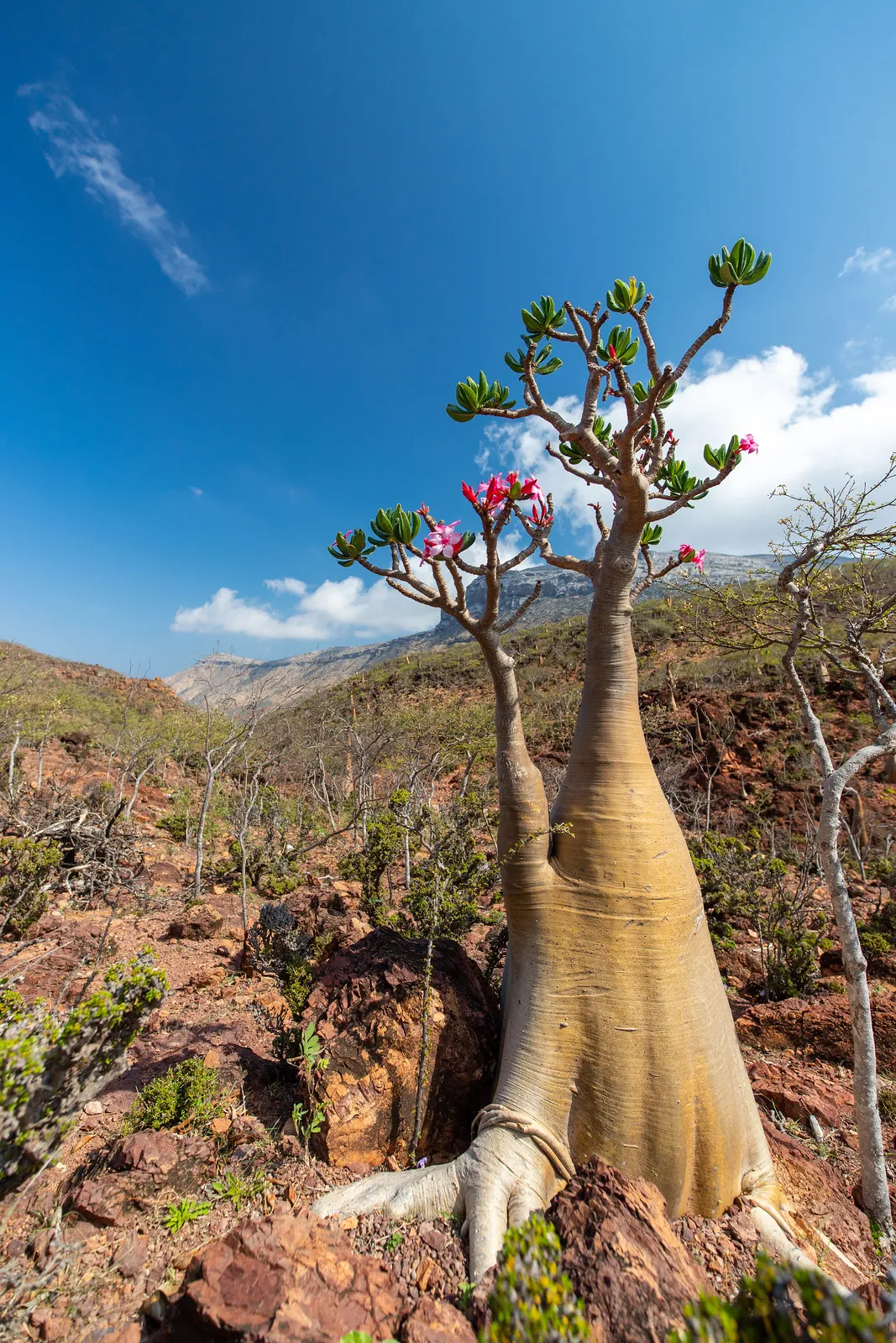rose du desert de socotra adenium socotranum yemen 2 rose du desert de socotra adenium socotranum yemen 2