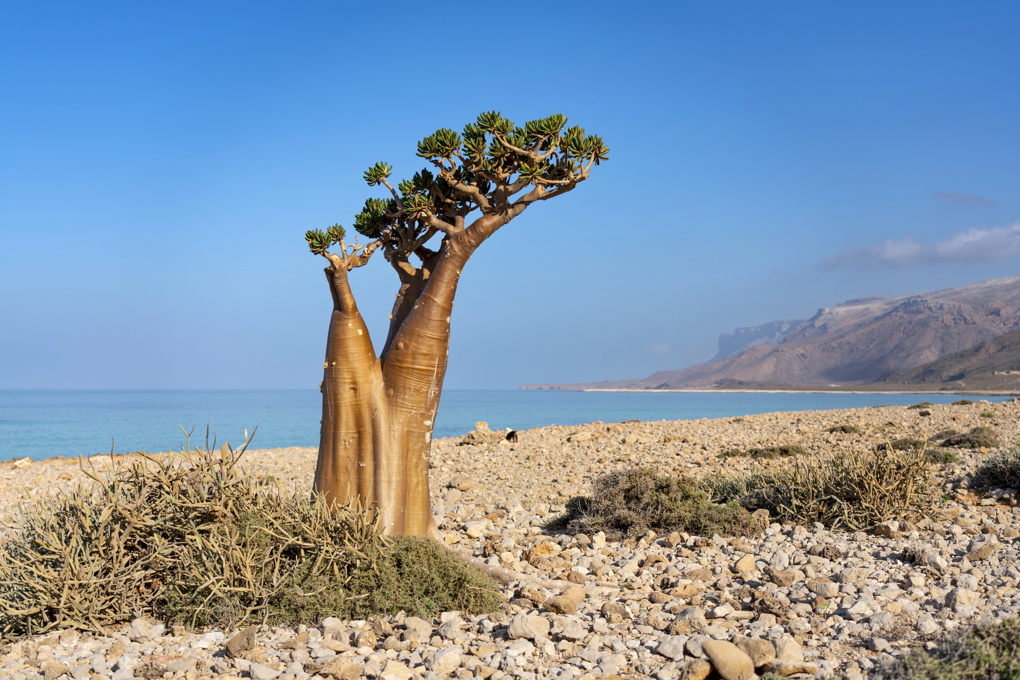 rose du desert de socotra adenium socotranum yemen 3 rose du desert de socotra adenium socotranum yemen 3