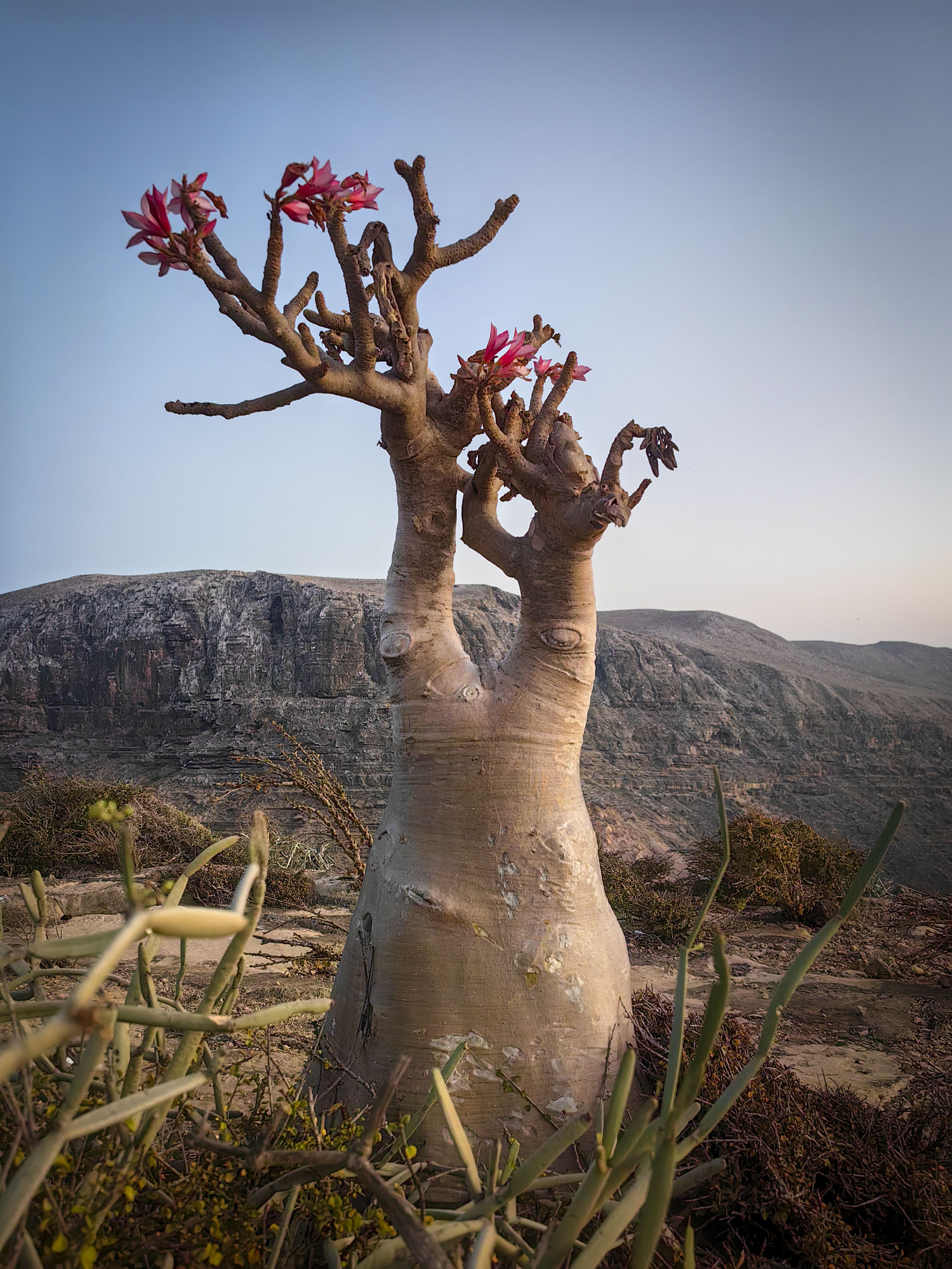 rose du desert de socotra adenium socotranum yemen 4 rose du desert de socotra adenium socotranum yemen 4