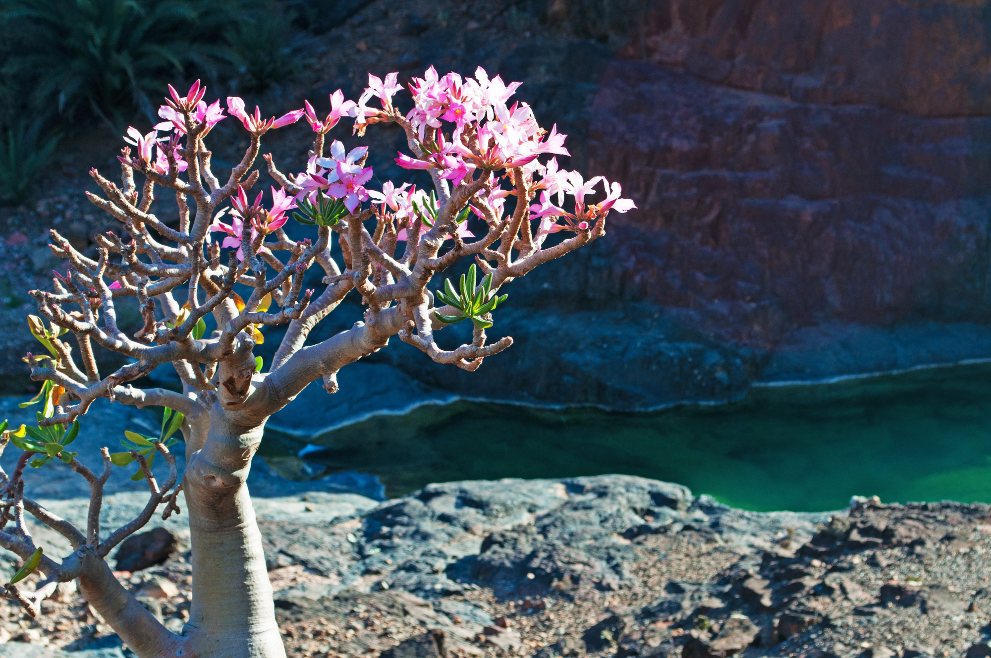 rose du desert de socotra adenium socotranum yemen 5 rose du desert de socotra adenium socotranum yemen 5