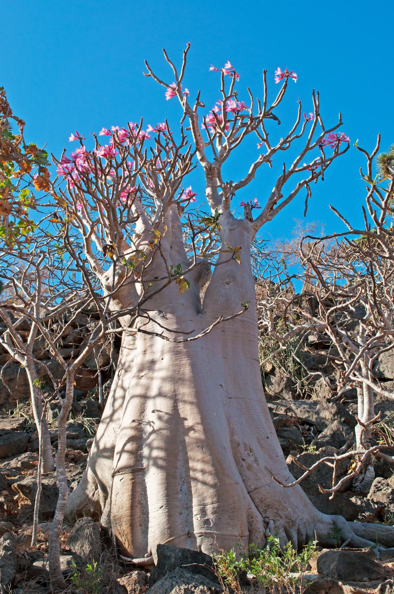 rose du desert de socotra adenium socotranum yemen 6 rose du desert de socotra adenium socotranum yemen 6