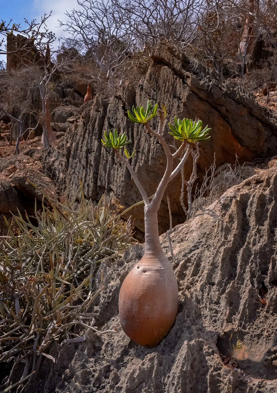 rose du desert de socotra adenium socotranum yemen 7 rose du desert de socotra adenium socotranum yemen 7