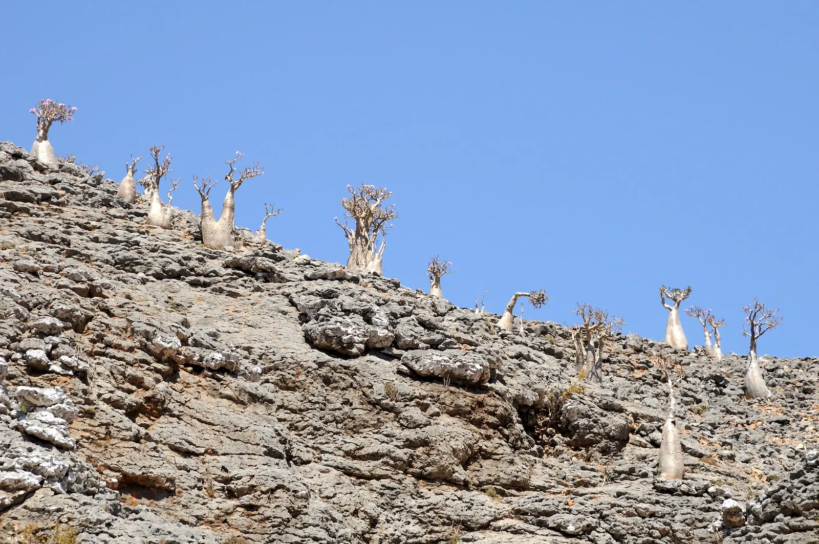 rose du desert de socotra adenium socotranum yemen 8 rose du desert de socotra adenium socotranum yemen 8