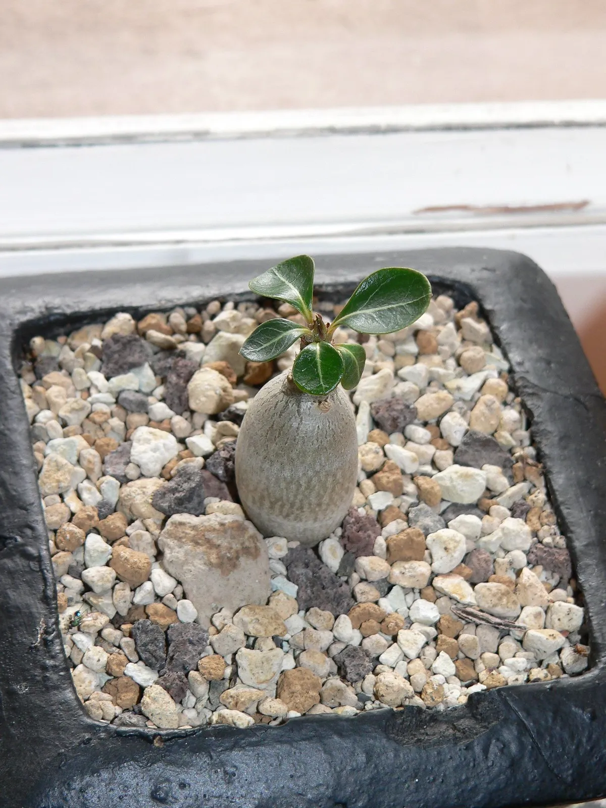 rose du desert de socotra adenium socotranum yemen 9 rose du desert de socotra adenium socotranum yemen 9
