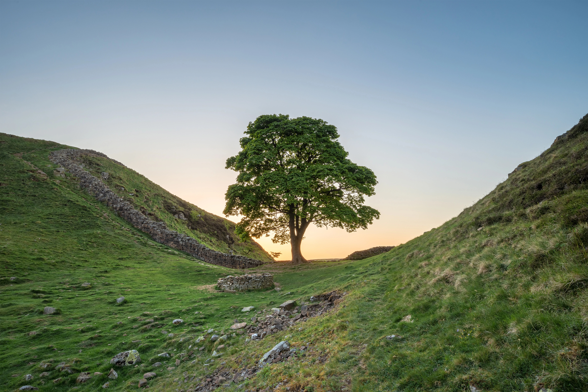 Sycamore Gap : l’arbre de Robin des bois abattu qui repousse déjà sycamore gap arbre de robin des bois abattu qui repousse deja 1 Sycamore Gap : l’arbre de Robin des bois abattu qui repousse déjà