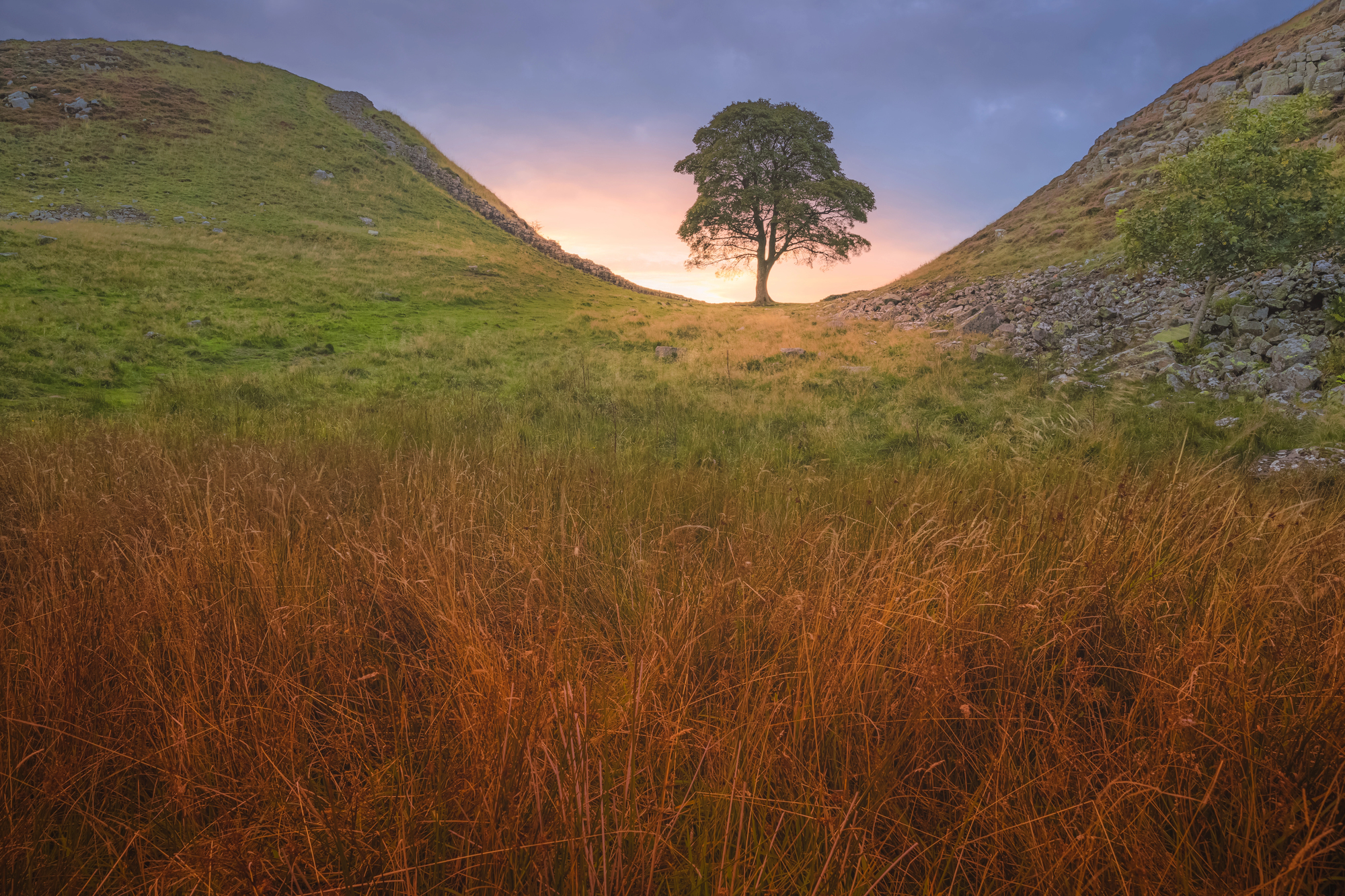 sycamore gap arbre de robin des bois abattu qui repousse deja 2 sycamore gap arbre de robin des bois abattu qui repousse deja 2