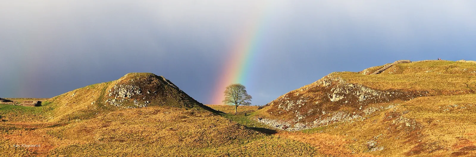 sycamore gap arbre de robin des bois abattu qui repousse deja 3 sycamore gap arbre de robin des bois abattu qui repousse deja 3