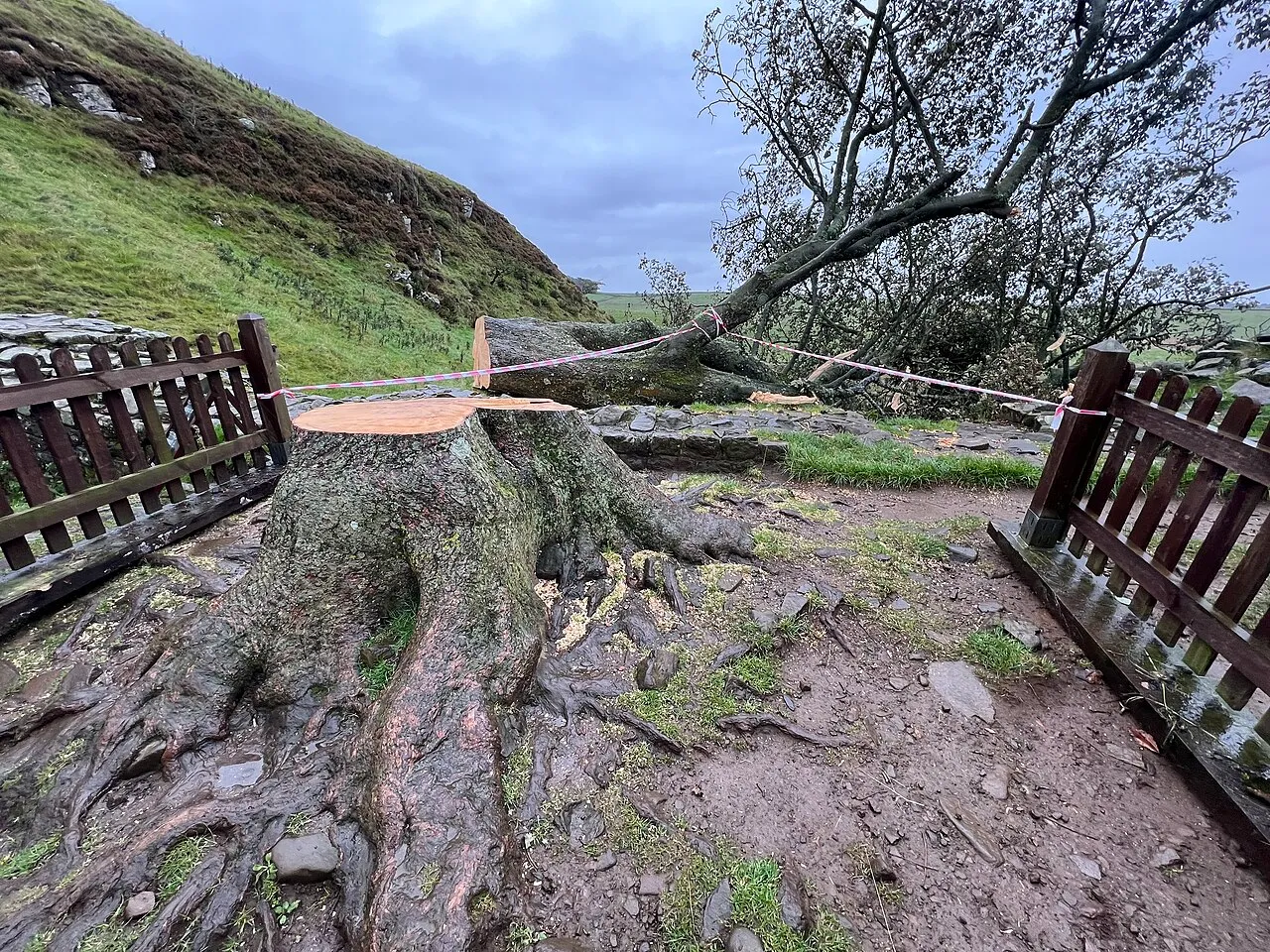 sycamore gap arbre de robin des bois abattu qui repousse deja 4 sycamore gap arbre de robin des bois abattu qui repousse deja 4