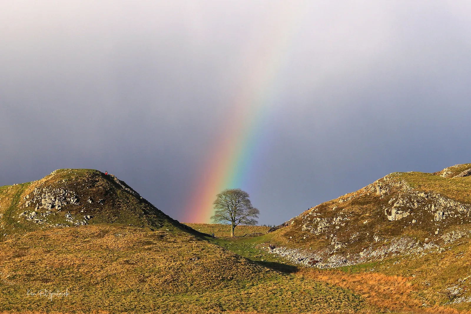 sycamore gap arbre de robin des bois abattu qui repousse deja 5 sycamore gap arbre de robin des bois abattu qui repousse deja 5