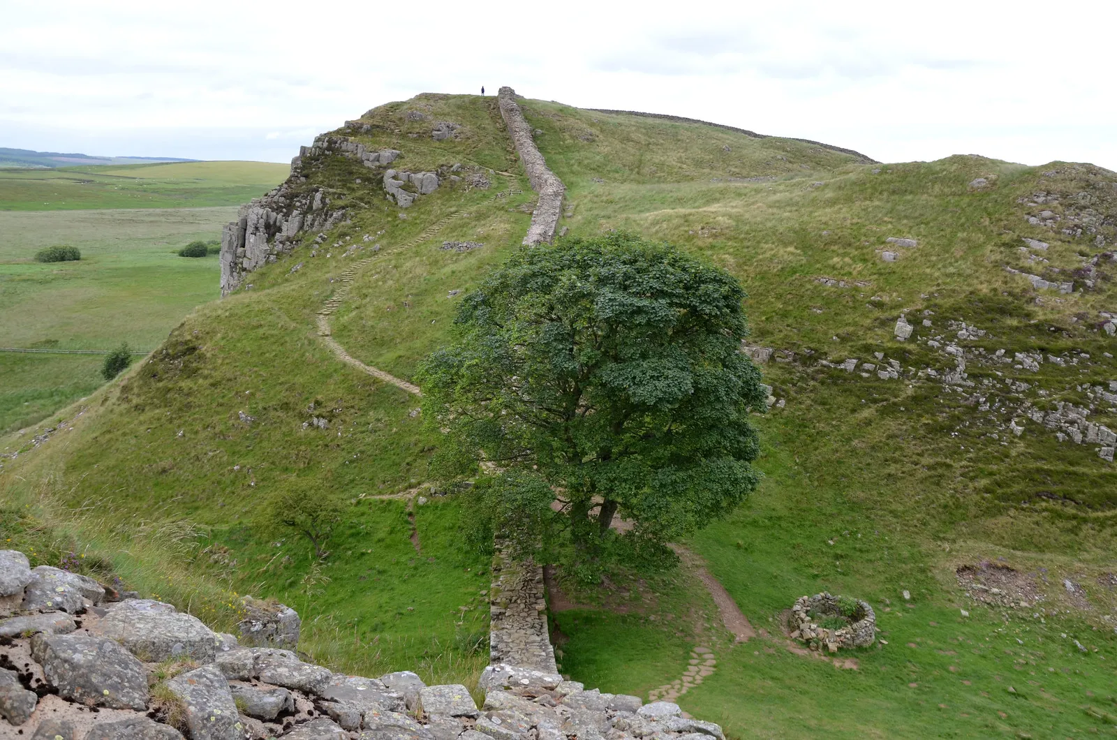 sycamore gap arbre de robin des bois abattu qui repousse deja 6 sycamore gap arbre de robin des bois abattu qui repousse deja 6
