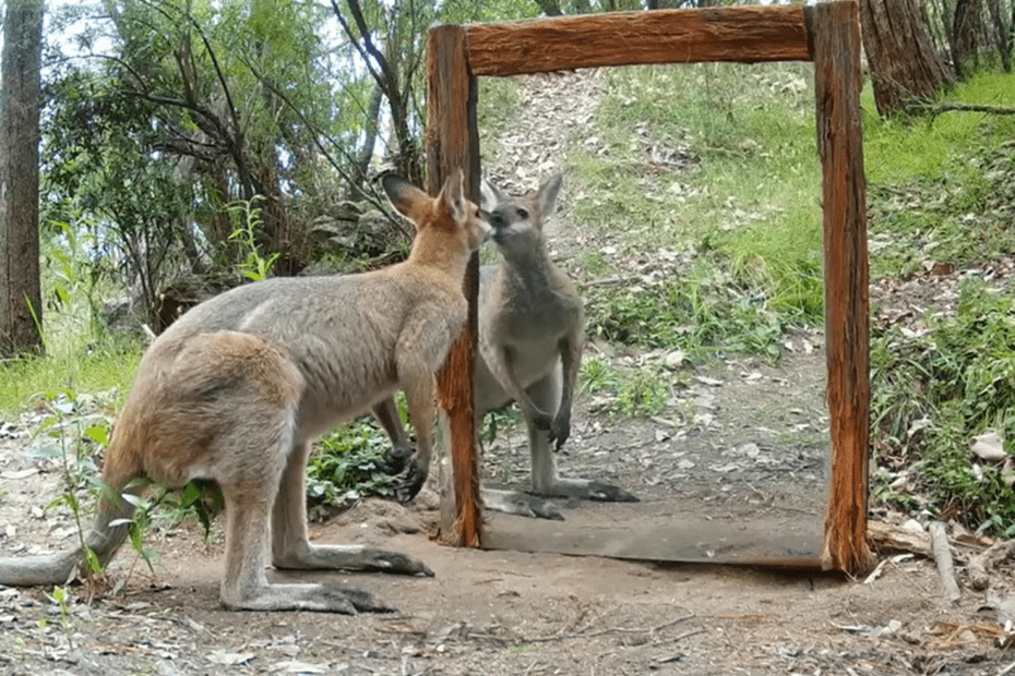 des animaux australiens decouvrent un miroir dans la nature video