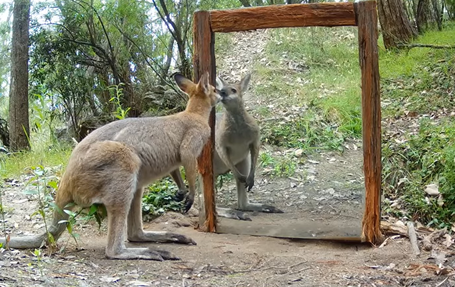 des animaux australiens decouvrent un miroir dans la nature video des animaux australiens decouvrent un miroir dans la nature video