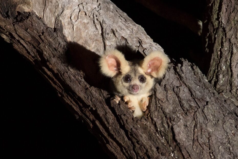 le grand phalanger volant marsupial planeur australien peluche greater glider 1