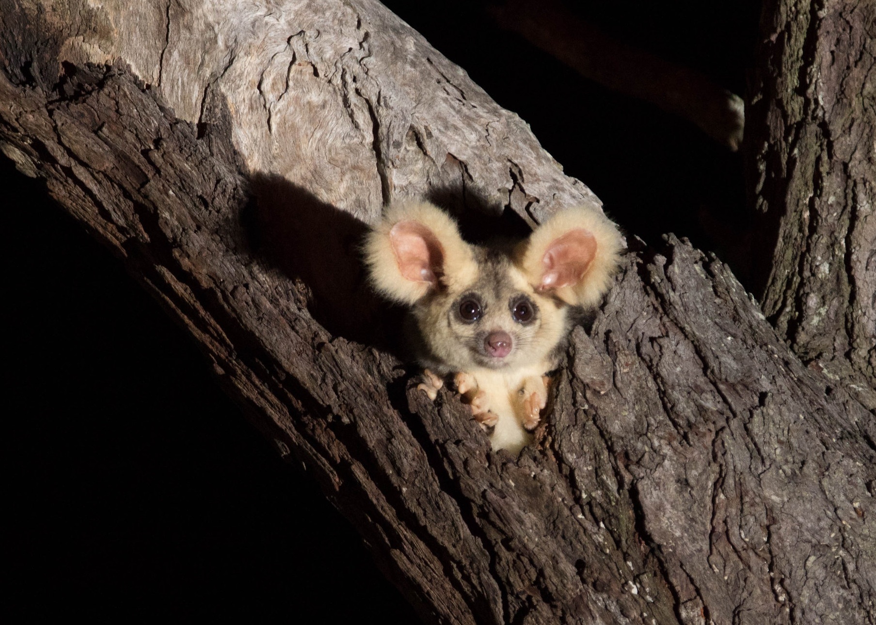 le grand phalanger volant marsupial planeur australien peluche greater glider 1 le grand phalanger volant marsupial planeur australien peluche greater glider 1