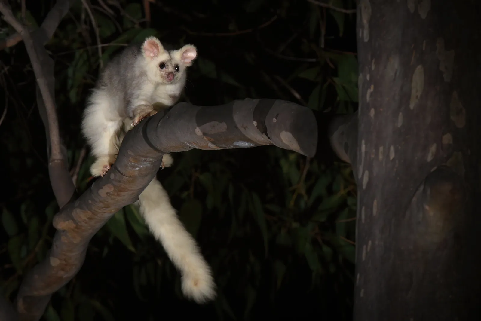 le grand phalanger volant marsupial planeur australien peluche greater glider 2 le grand phalanger volant marsupial planeur australien peluche greater glider 2