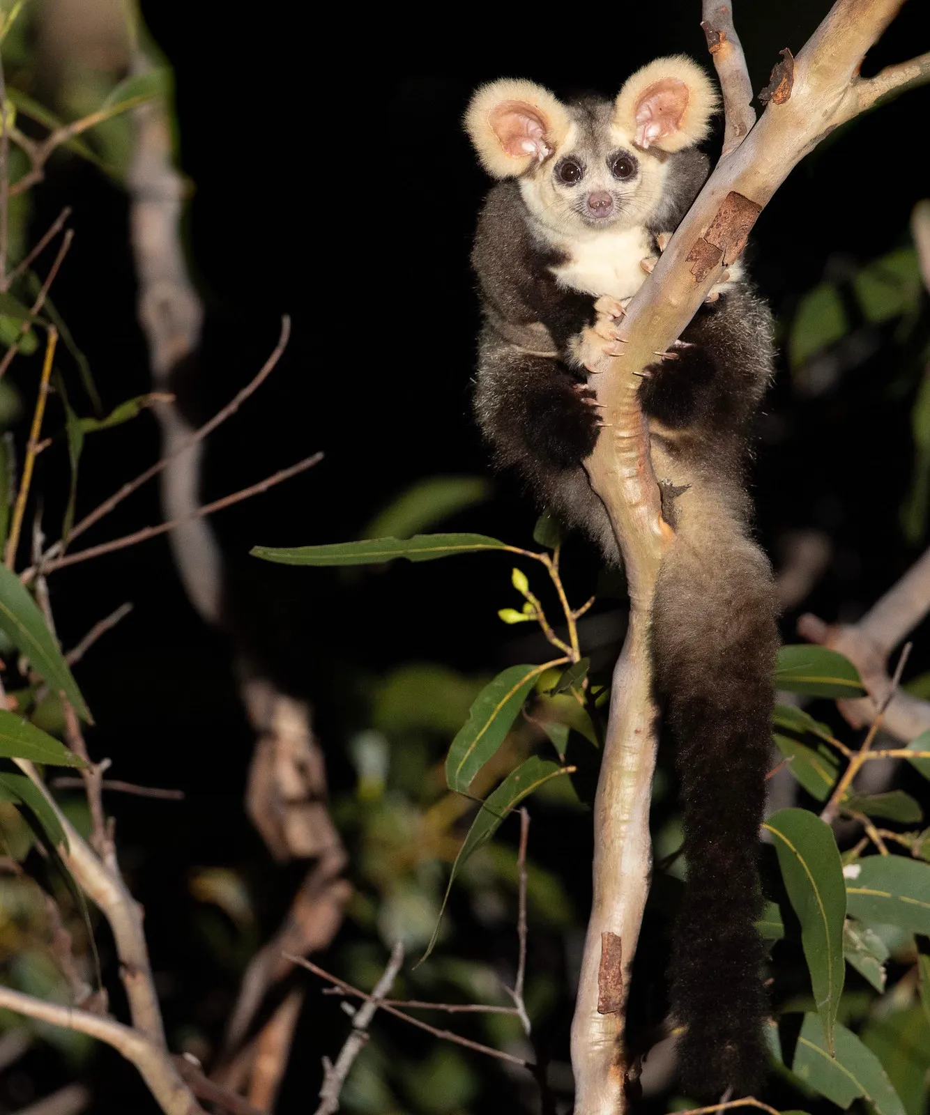 le grand phalanger volant marsupial planeur australien peluche greater glider 3 le grand phalanger volant marsupial planeur australien peluche greater glider 3
