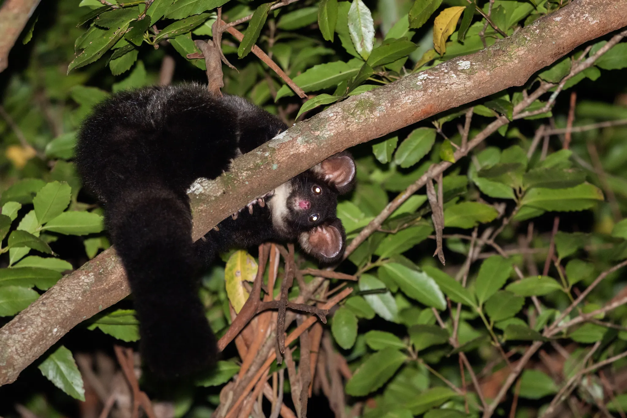 le grand phalanger volant marsupial planeur australien peluche greater glider 5 le grand phalanger volant marsupial planeur australien peluche greater glider 5
