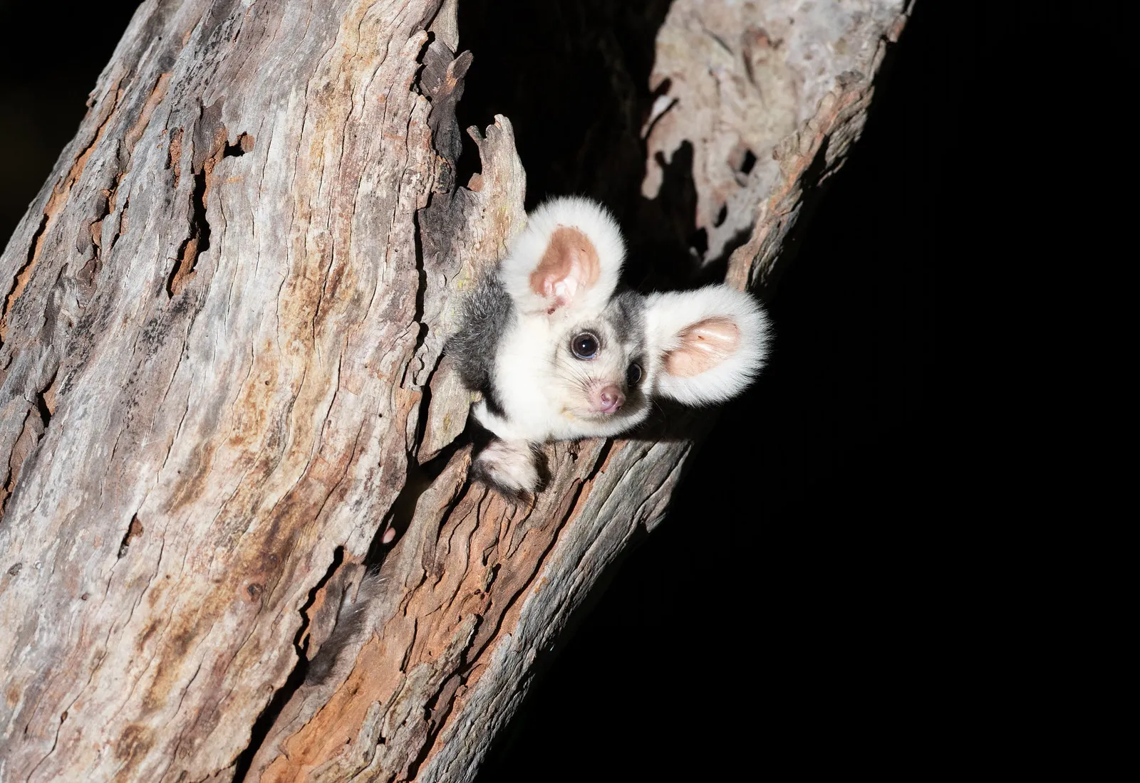 le grand phalanger volant marsupial planeur australien peluche greater glider 6 le grand phalanger volant marsupial planeur australien peluche greater glider 6
