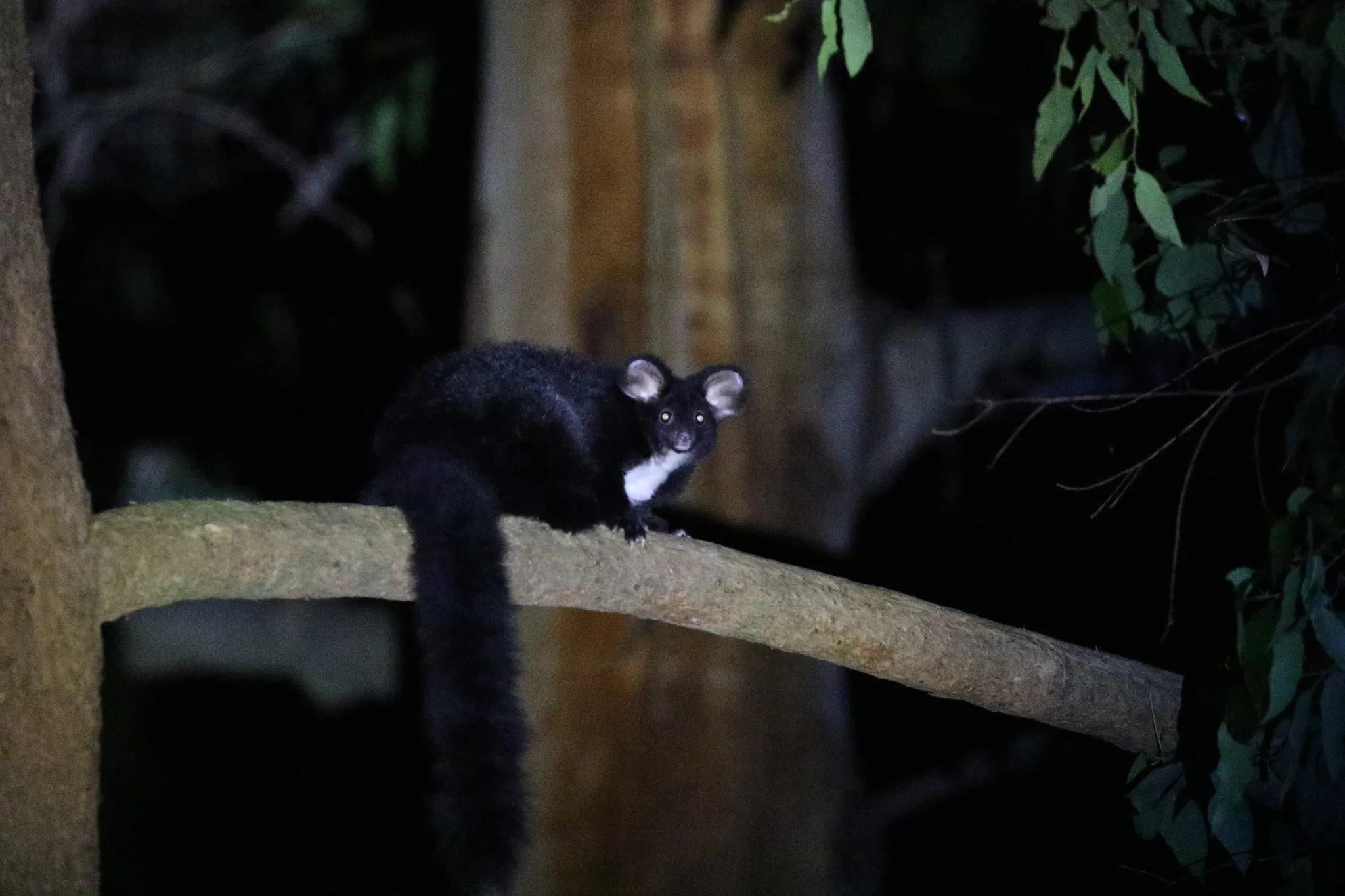 le grand phalanger volant marsupial planeur australien peluche greater glider 7 le grand phalanger volant marsupial planeur australien peluche greater glider 7
