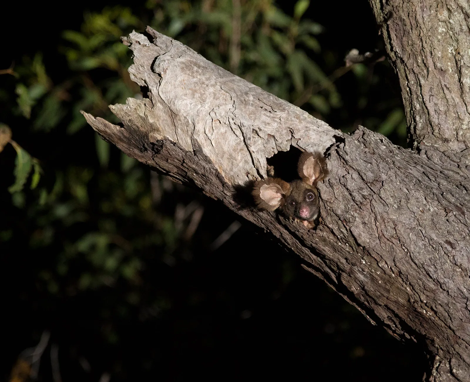 le grand phalanger volant marsupial planeur australien peluche greater glider 8 le grand phalanger volant marsupial planeur australien peluche greater glider 8