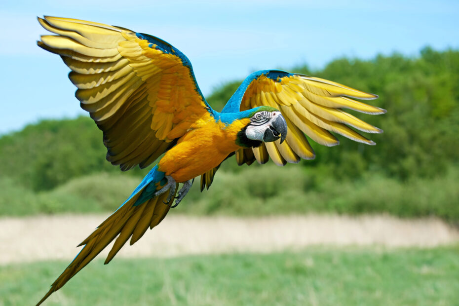 le retour des aras bleu et jaune ara ararauna a rio apres 200 ans d absence 1