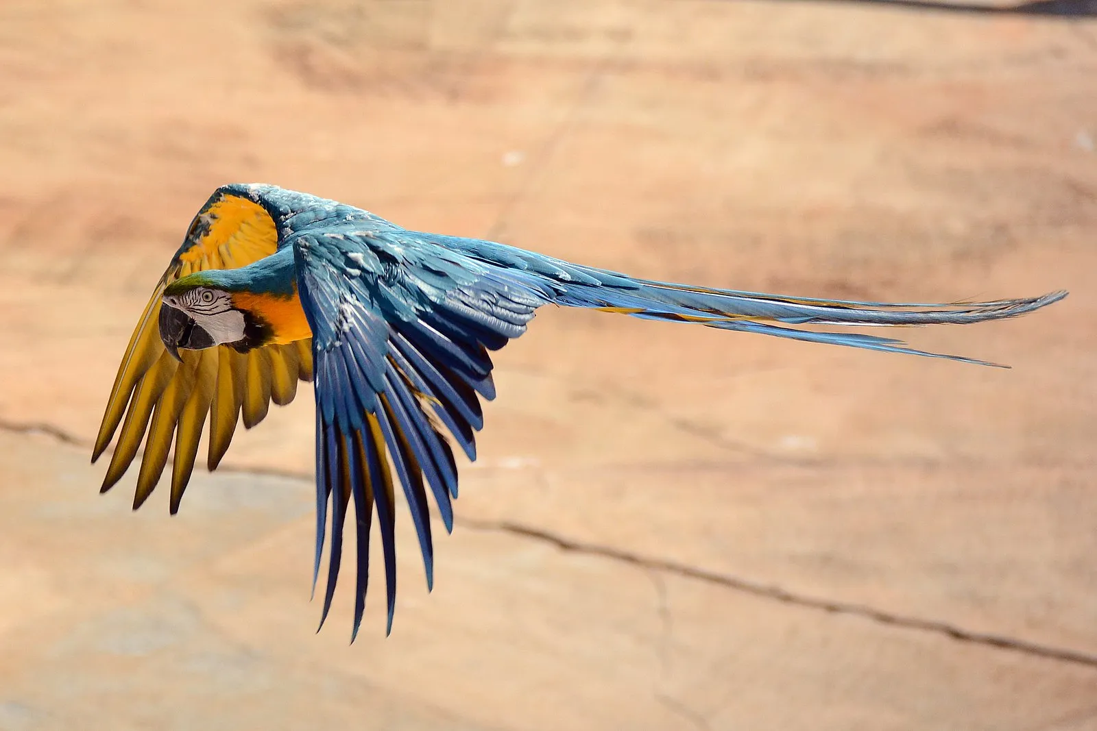le retour des aras bleu et jaune ara ararauna a rio apres 200 ans d absence 6 le retour des aras bleu et jaune ara ararauna a rio apres 200 ans d absence 6