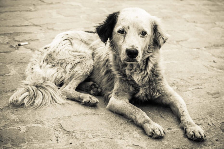 LOY-002, la pilule anti-âge qui pourrait prolonger la vie des chiens seniors loy 002 pilule anti age prolonger vie chiens vieux chien 1 loy 002 pilule anti age prolonger vie chiens vieux chien 1