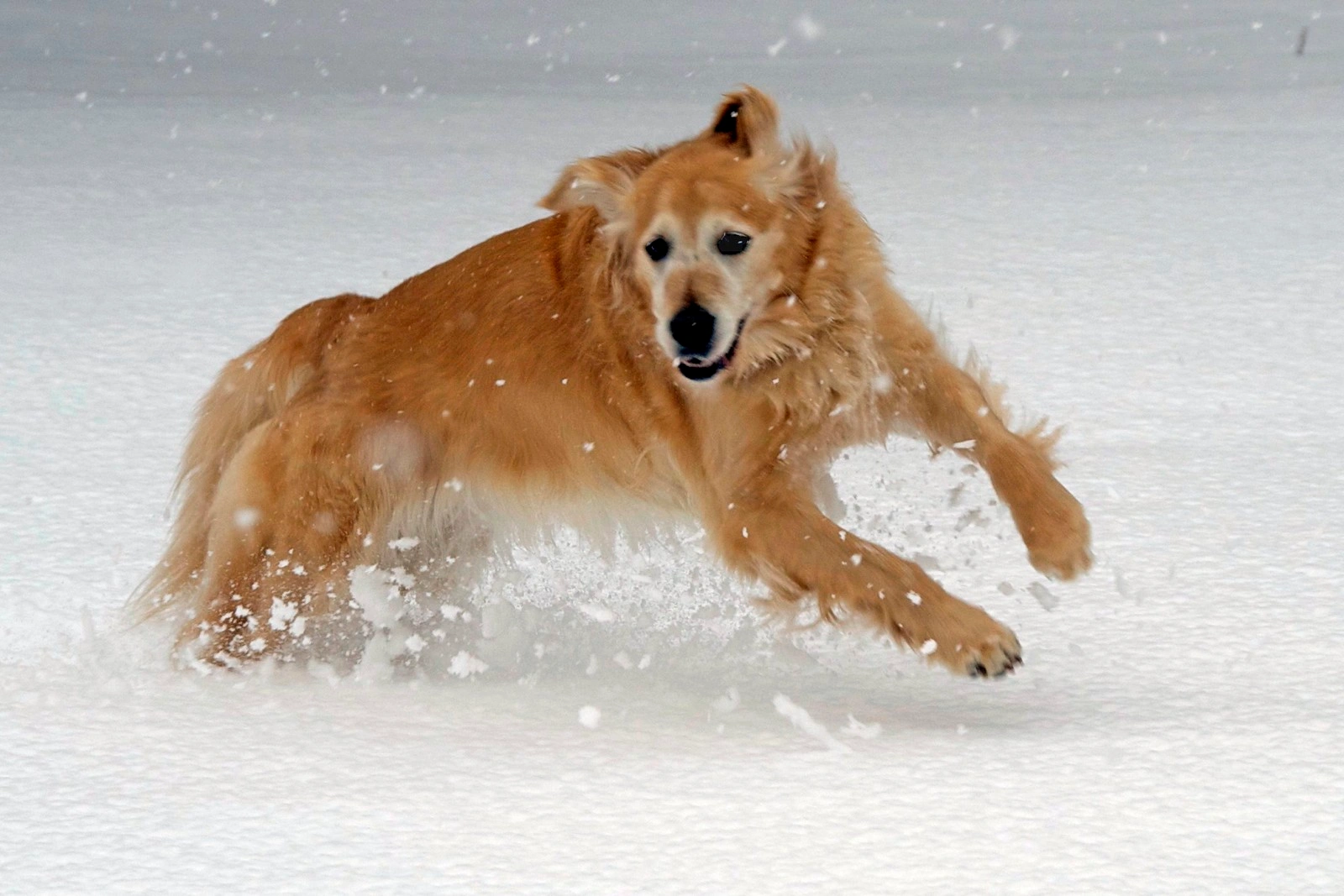 loy 002 pilule anti age prolonger vie chiens vieux chien 2 golden retrriever loy 002 pilule anti age prolonger vie chiens vieux chien 2 golden retrriever