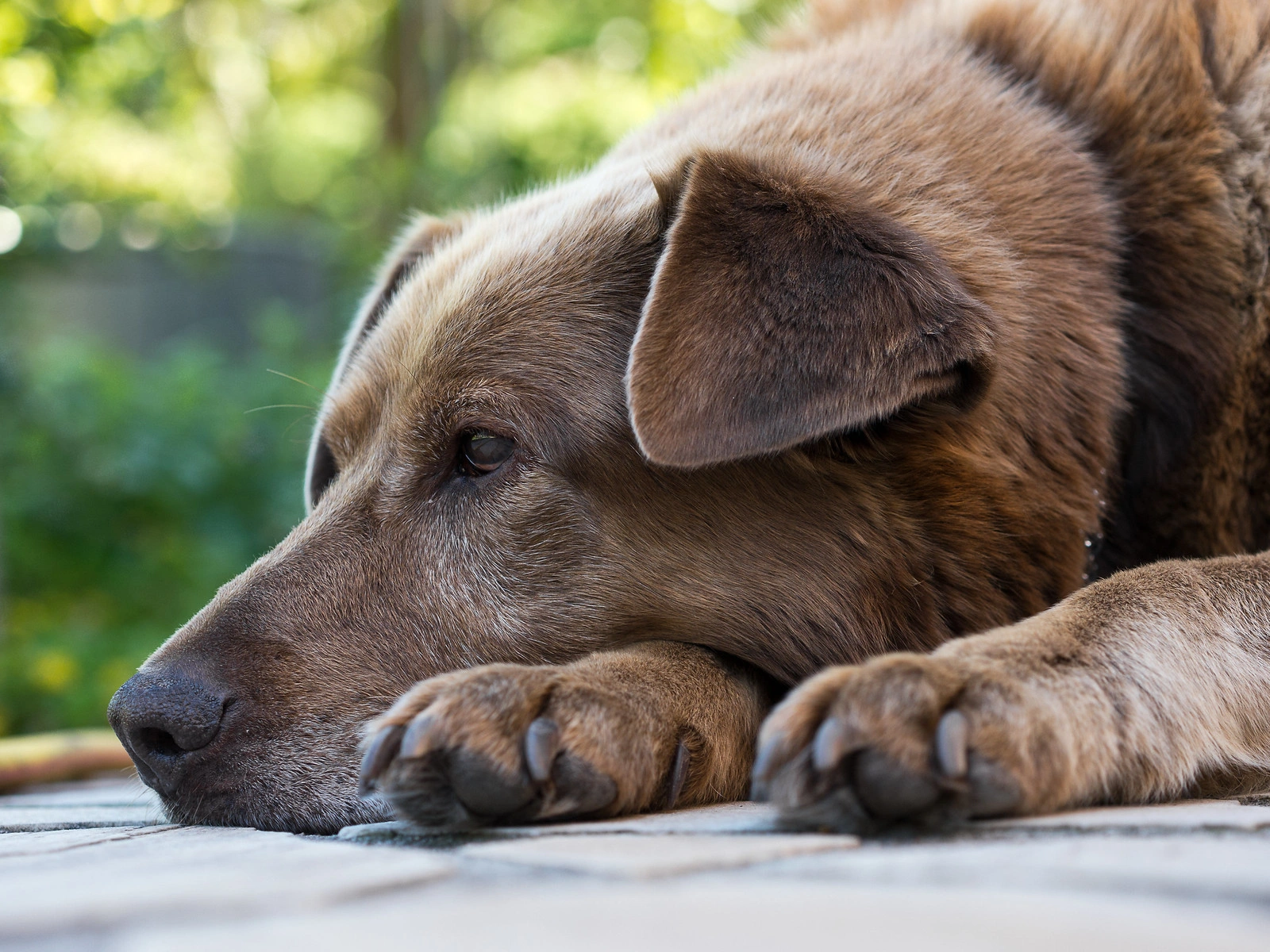 loy 002 pilule anti age prolonger vie chiens vieux chien 3 loy 002 pilule anti age prolonger vie chiens vieux chien 3