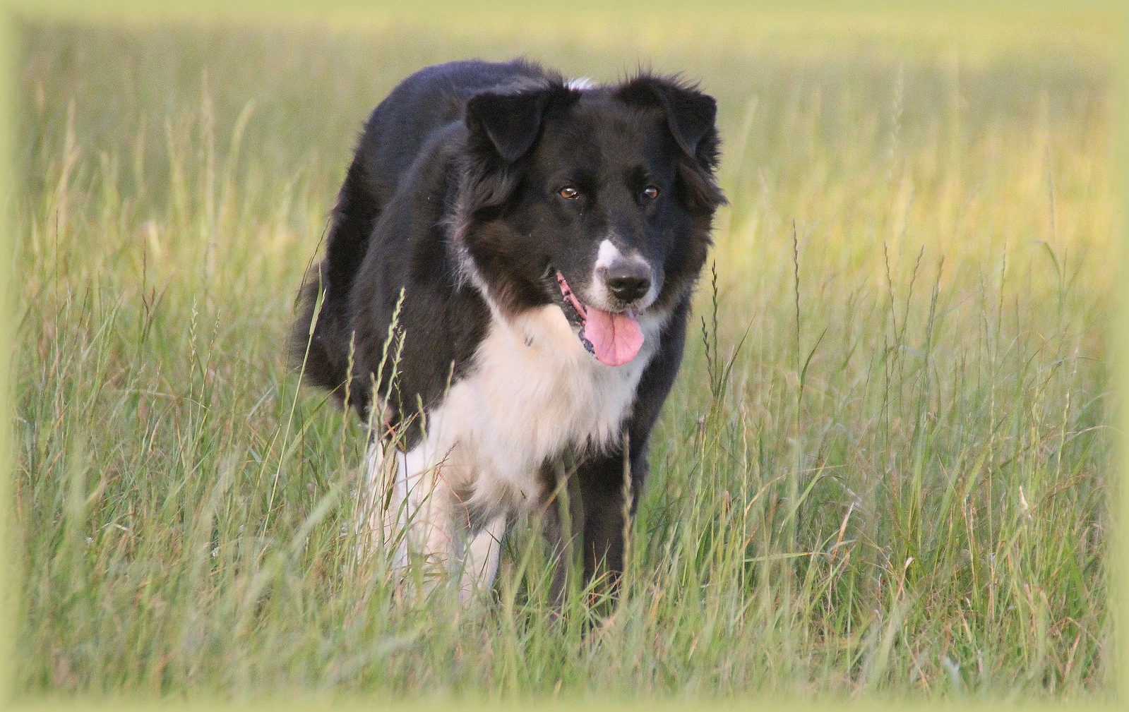 loy 002 pilule anti age prolonger vie chiens vieux chien 6 loy 002 pilule anti age prolonger vie chiens vieux chien 6