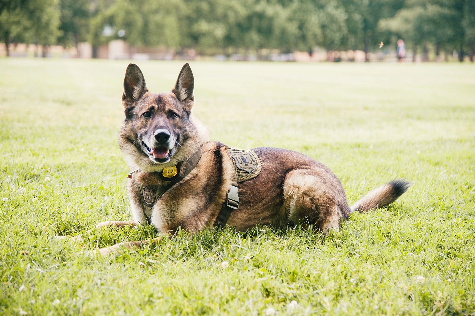 loy 002 pilule anti age prolonger vie chiens vieux chien 7 loy 002 pilule anti age prolonger vie chiens vieux chien 7