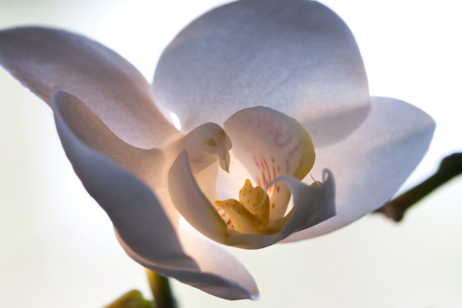 peristeria elata orchidee colombe qui cache une paix miniature dans sa fleur 1