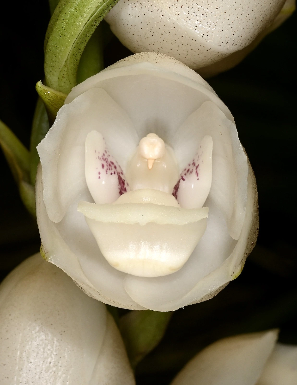 peristeria elata orchidee colombe qui cache une paix miniature dans sa fleur 2 peristeria elata orchidee colombe qui cache une paix miniature dans sa fleur 2