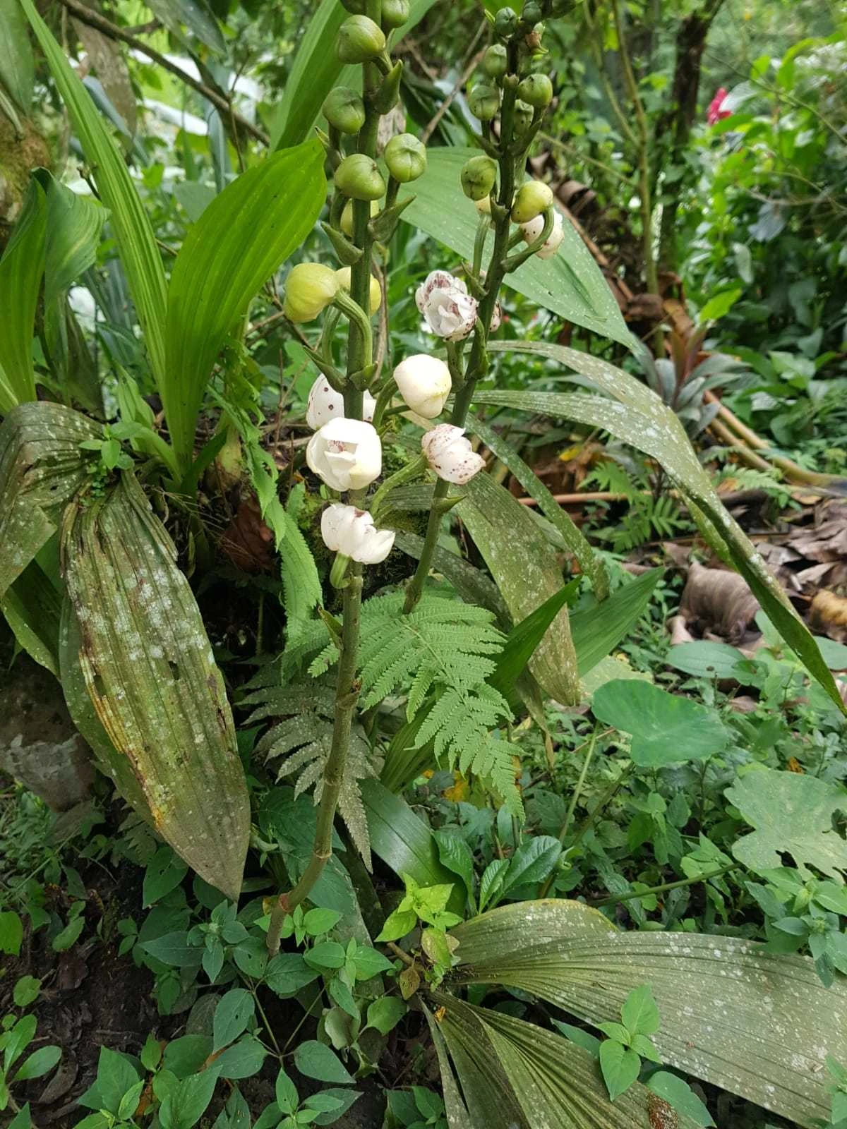 peristeria elata orchidee colombe qui cache une paix miniature dans sa fleur 3 peristeria elata orchidee colombe qui cache une paix miniature dans sa fleur 3