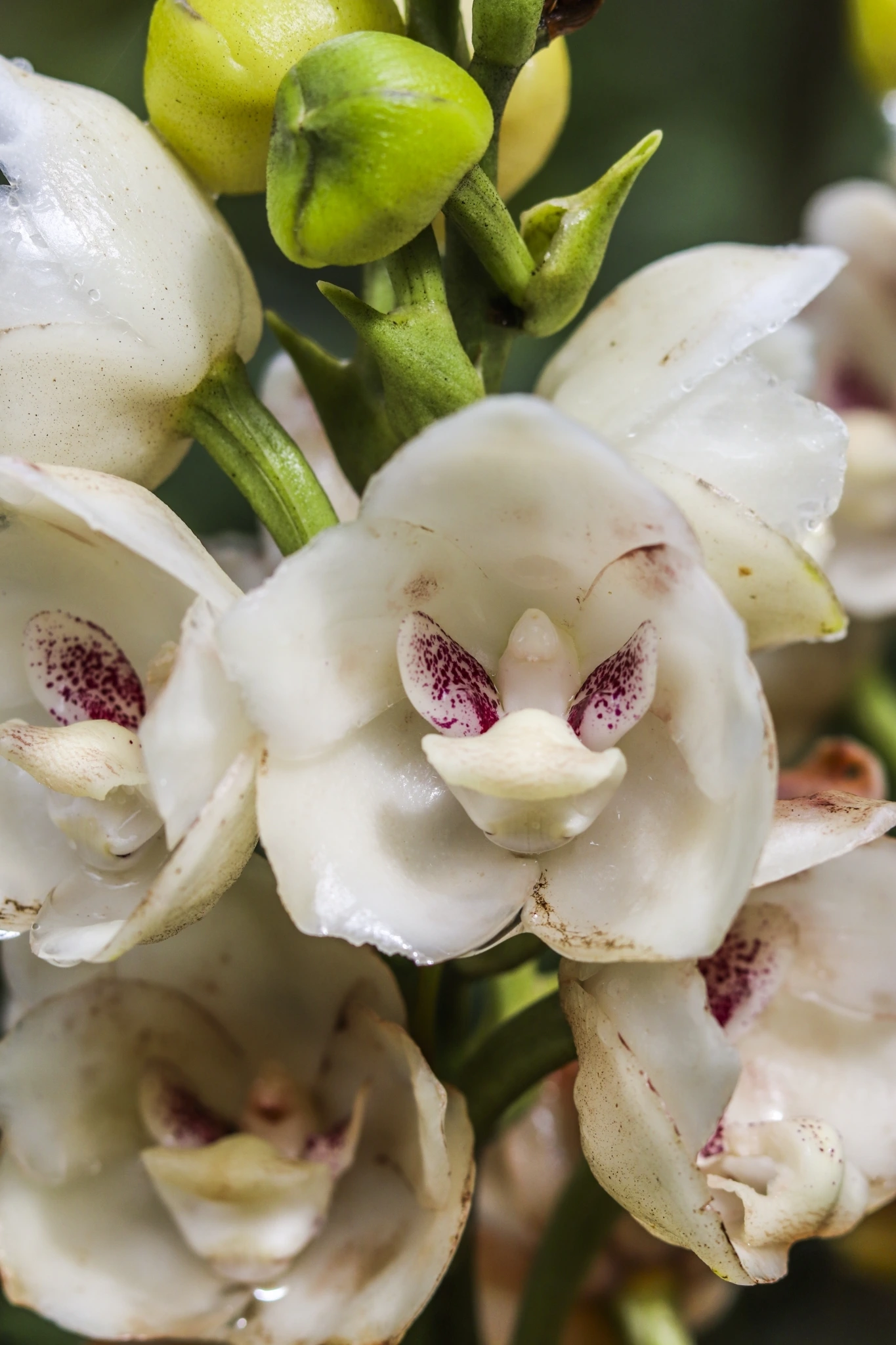 peristeria elata orchidee colombe qui cache une paix miniature dans sa fleur 4 peristeria elata orchidee colombe qui cache une paix miniature dans sa fleur 4