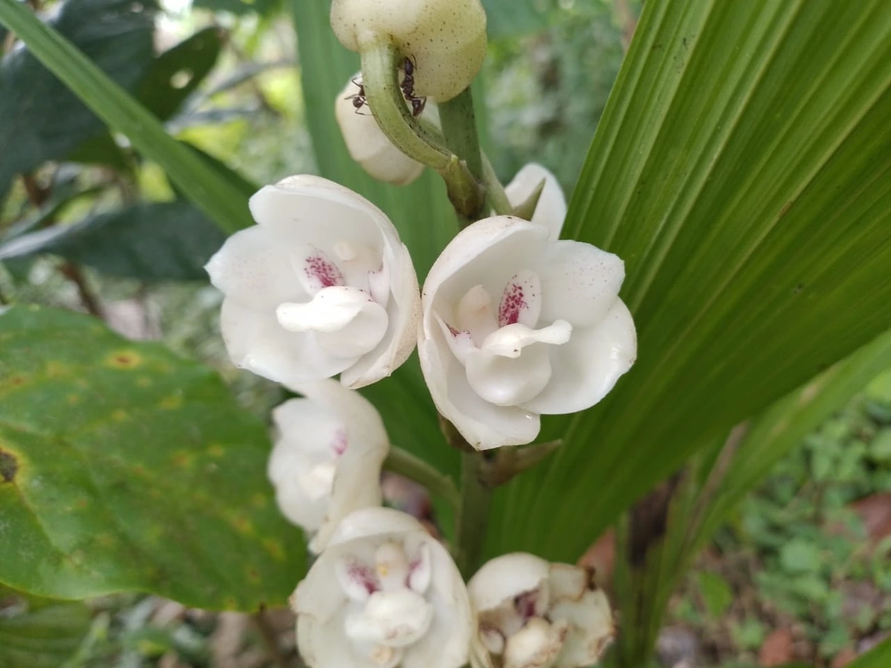 peristeria elata orchidee colombe qui cache une paix miniature dans sa fleur 5 peristeria elata orchidee colombe qui cache une paix miniature dans sa fleur 5