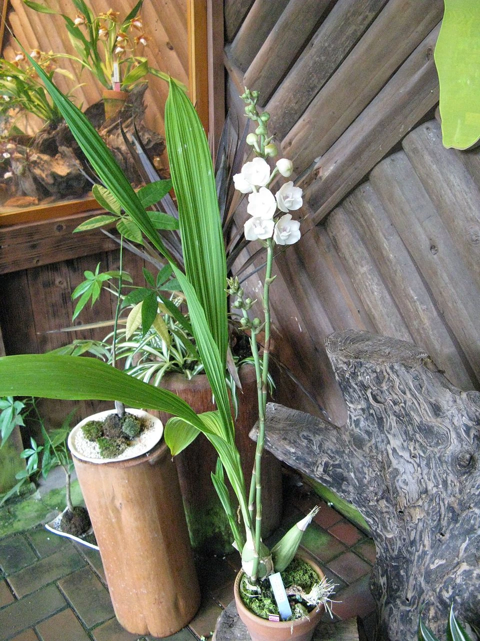 peristeria elata orchidee colombe qui cache une paix miniature dans sa fleur 7 peristeria elata orchidee colombe qui cache une paix miniature dans sa fleur 7