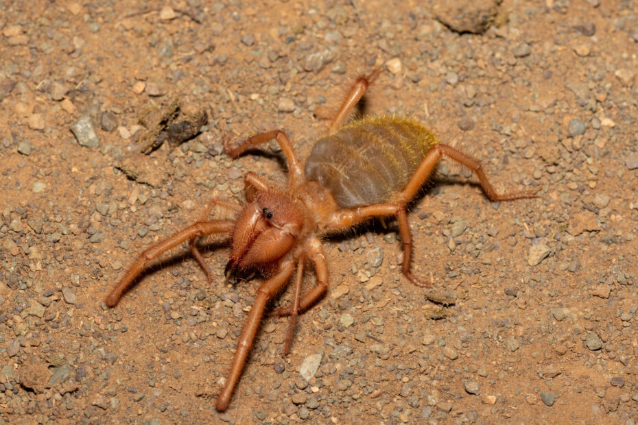 araignee chamelle solifuge scorpion du vent 1