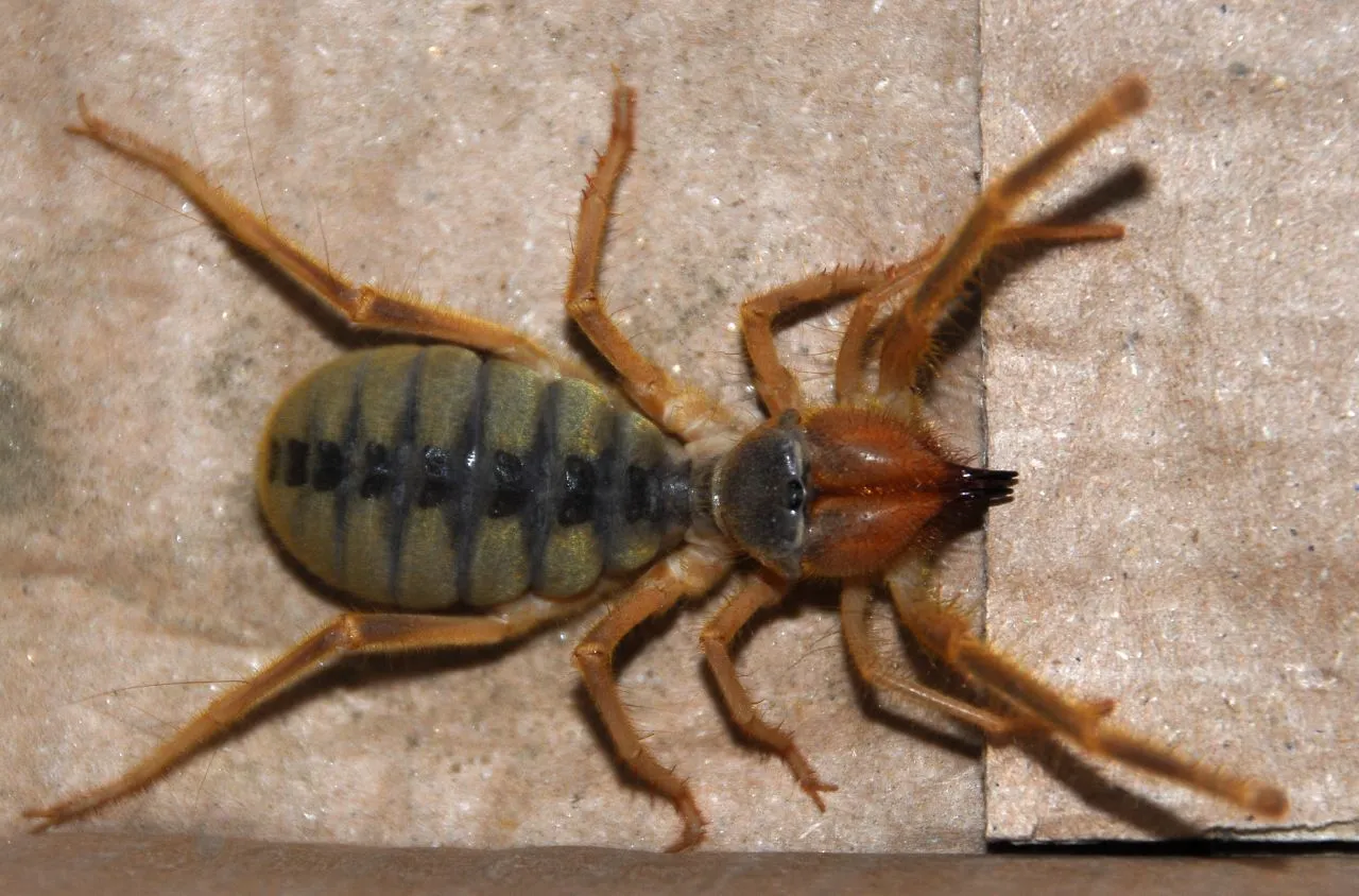 araignee chamelle solifuge scorpion du vent 2 araignee chamelle solifuge scorpion du vent 2