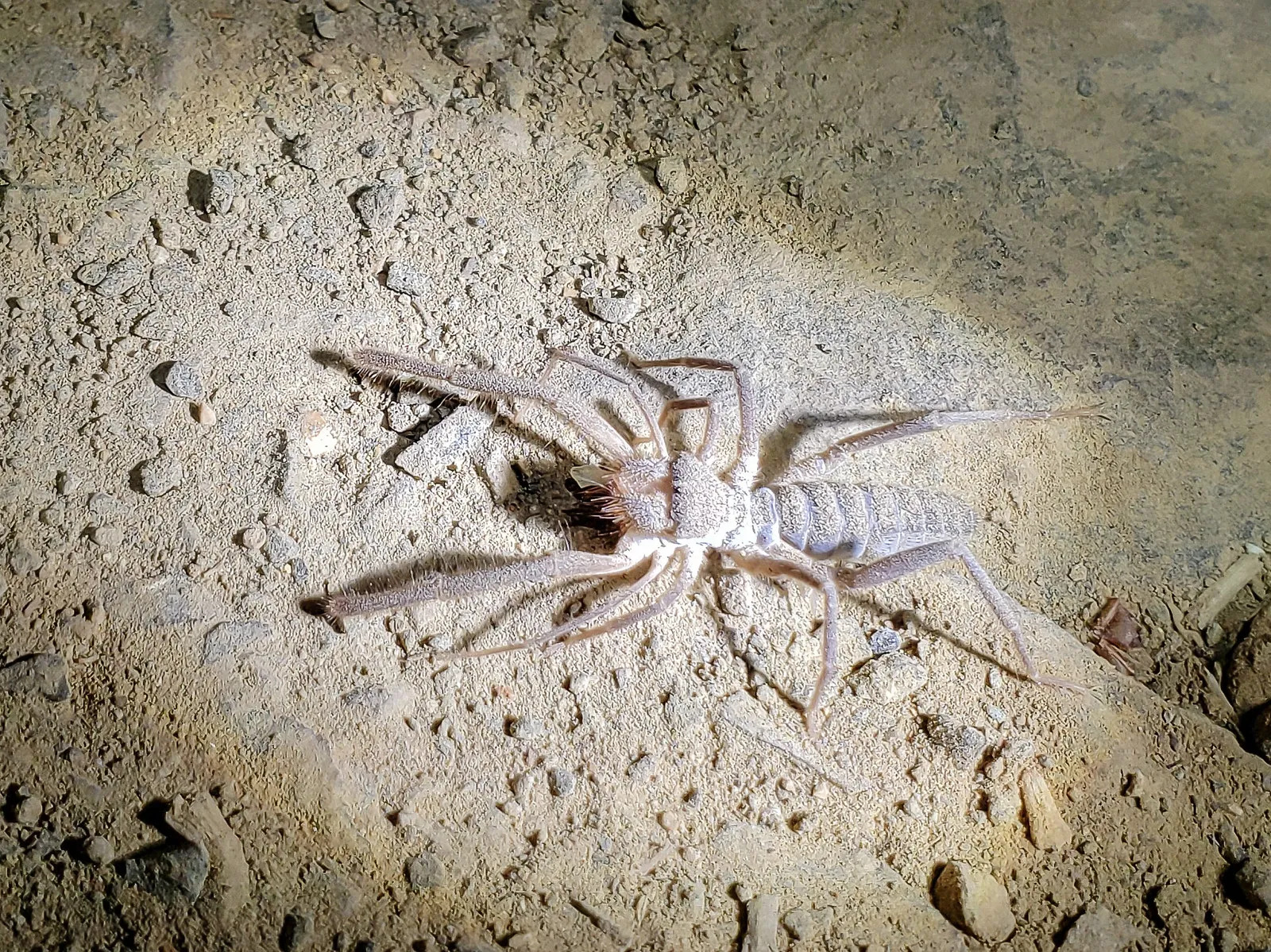 araignee chamelle solifuge scorpion du vent 3 araignee chamelle solifuge scorpion du vent 3