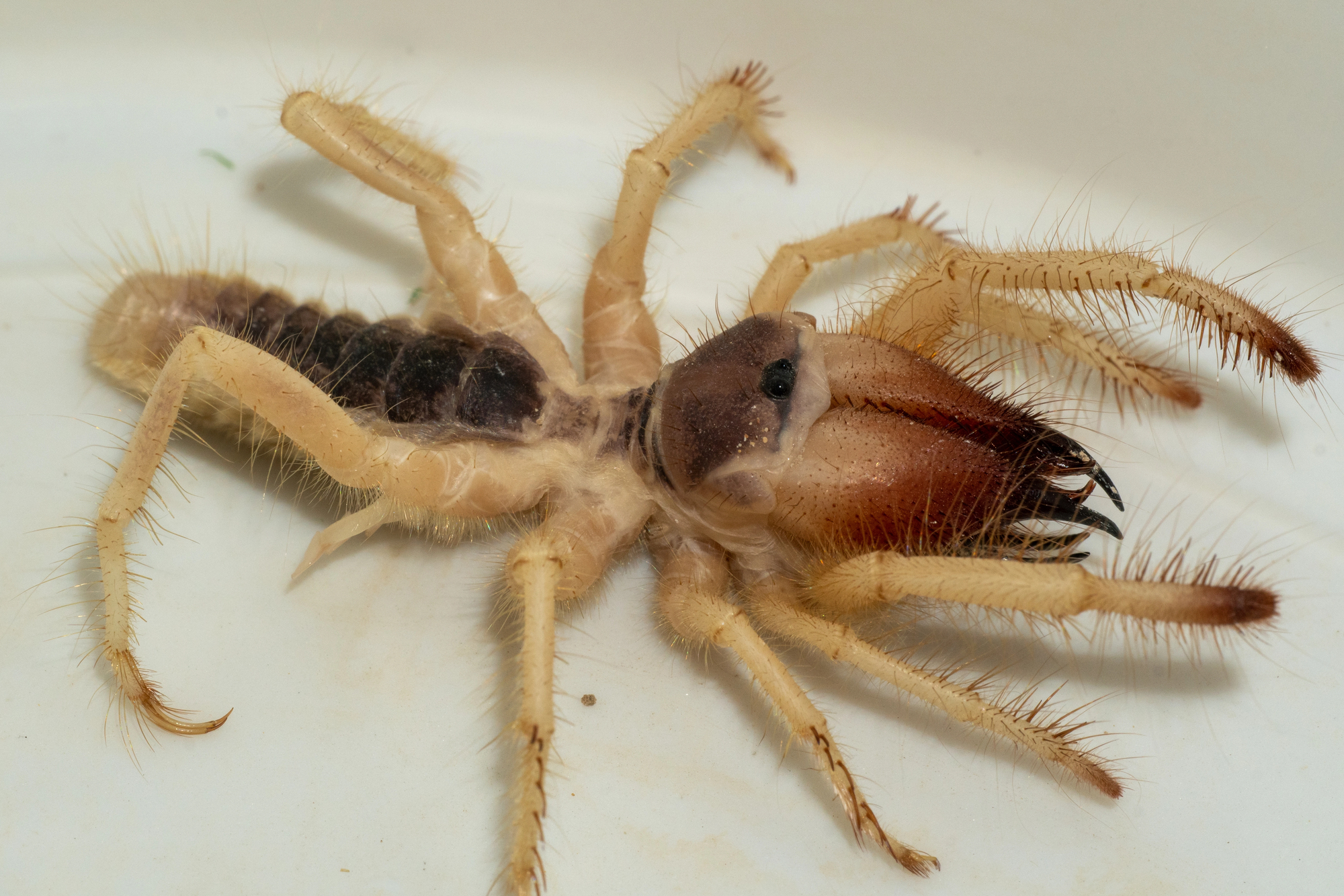 araignee chamelle solifuge scorpion du vent 4 araignee chamelle solifuge scorpion du vent 4