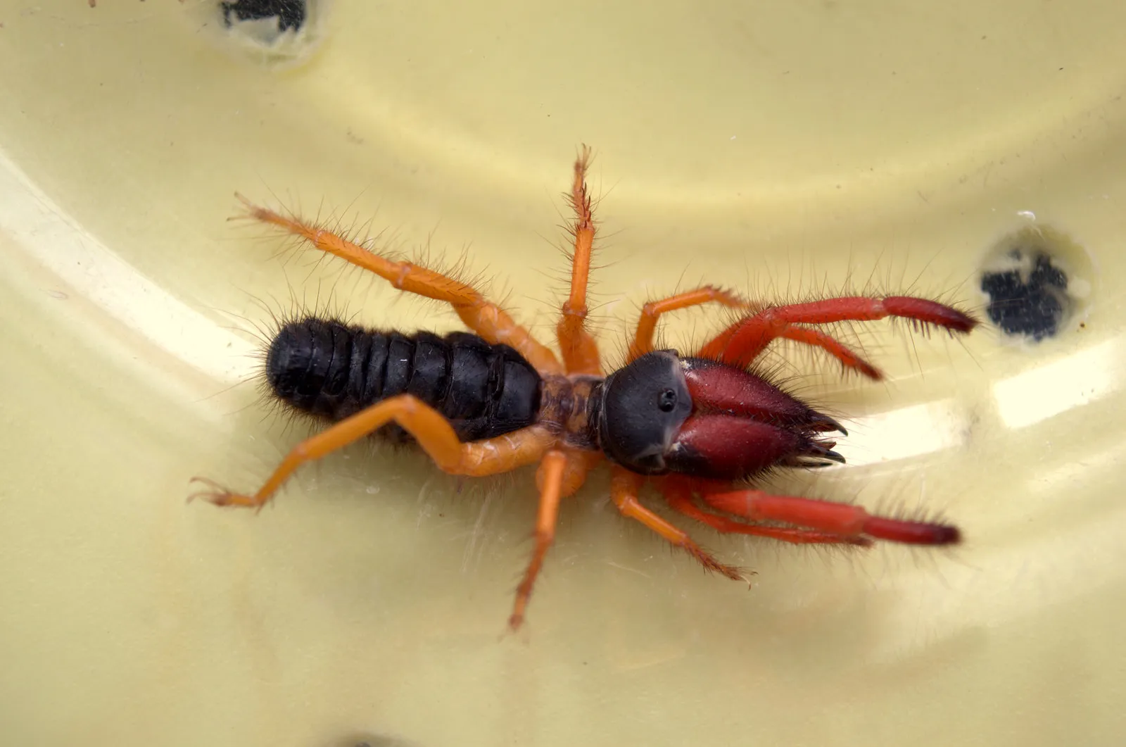 araignee chamelle solifuge scorpion du vent 5 araignee chamelle solifuge scorpion du vent 5