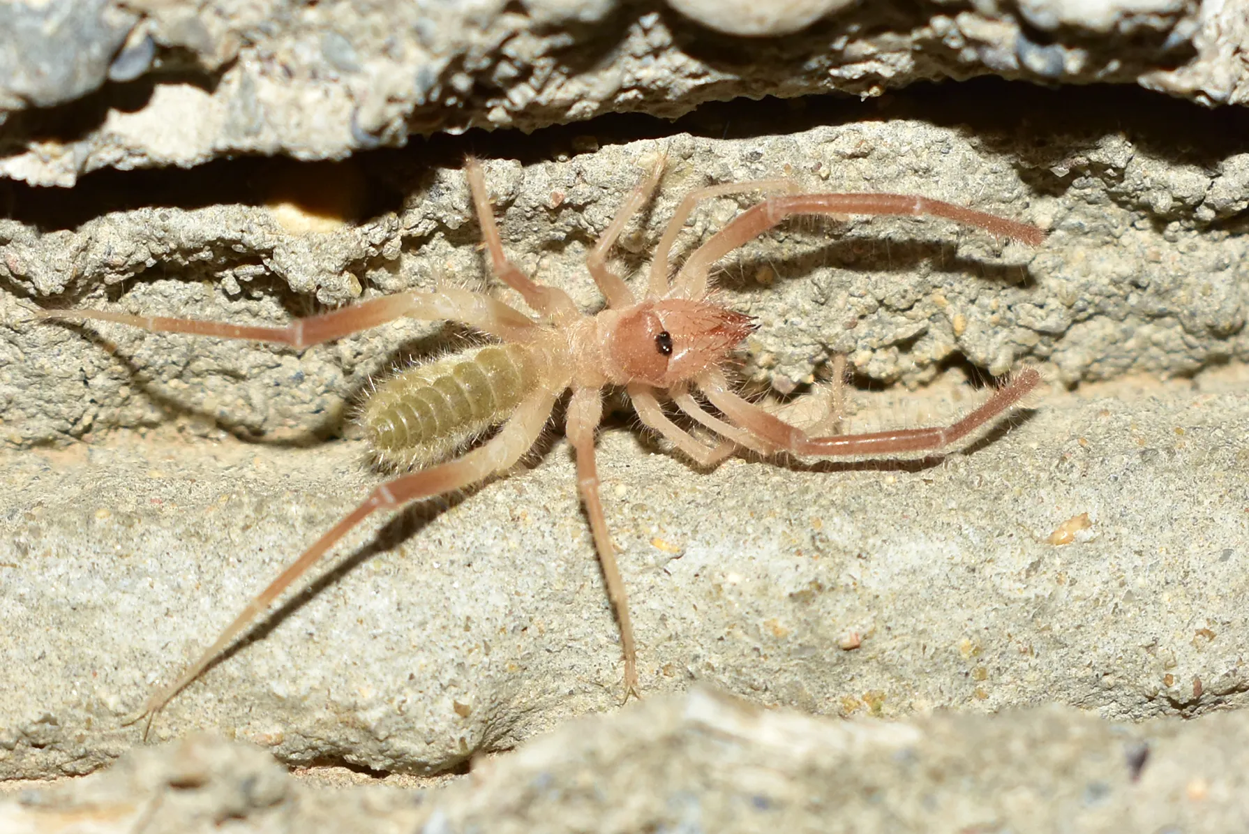 araignee chamelle solifuge scorpion du vent 6 araignee chamelle solifuge scorpion du vent 6