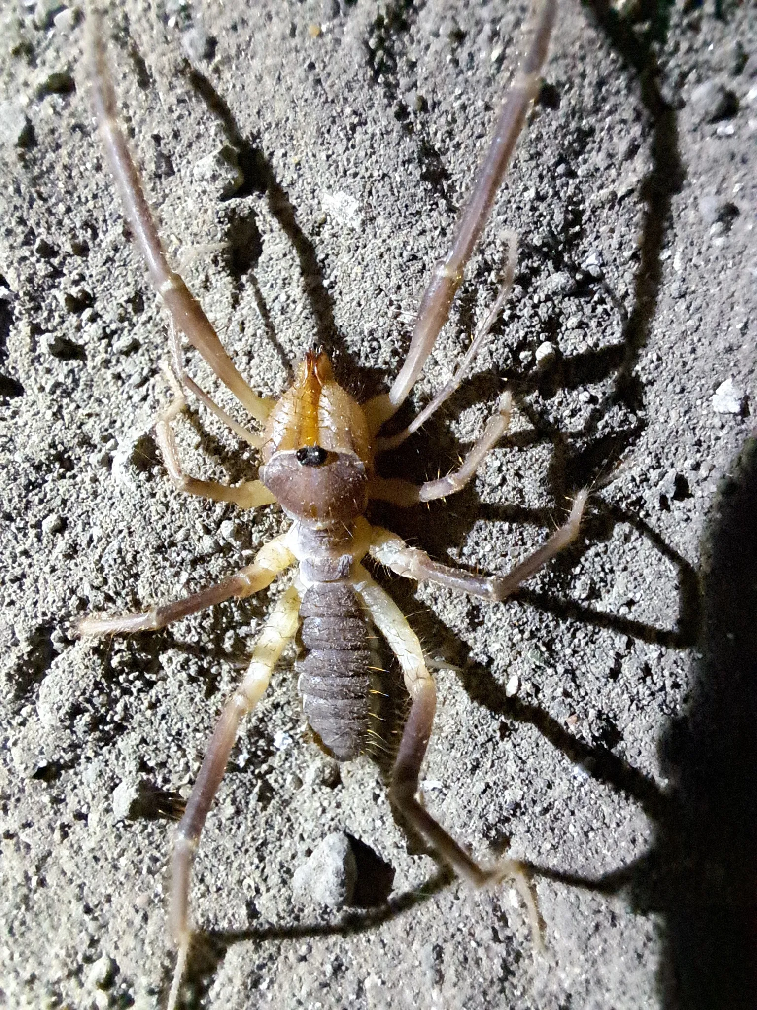 araignee chamelle solifuge scorpion du vent 7 araignee chamelle solifuge scorpion du vent 7