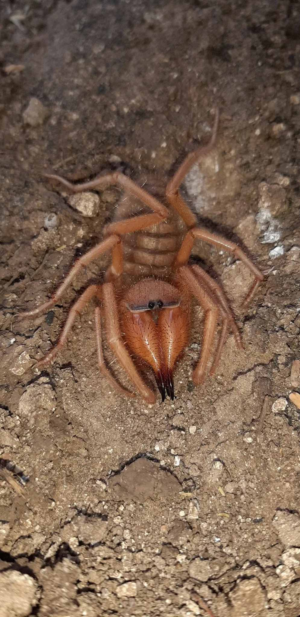 araignee chamelle solifuge scorpion du vent 8 araignee chamelle solifuge scorpion du vent 8