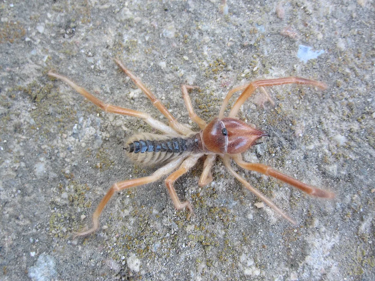 araignee chamelle solifuge scorpion du vent 9 araignee chamelle solifuge scorpion du vent 9