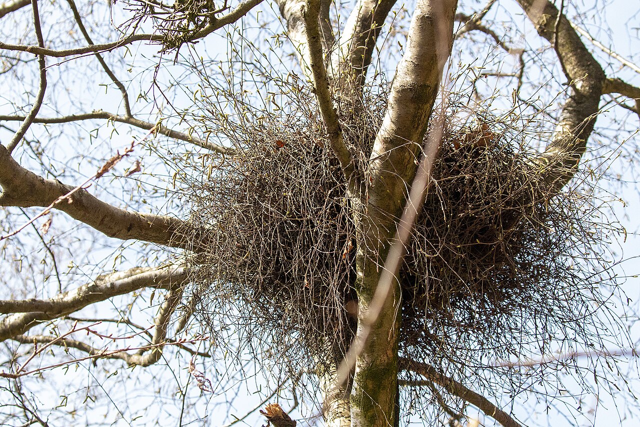 le balai de sorciere cette etrange boule de branches qui pousse dans les arbres 1 le balai de sorciere cette etrange boule de branches qui pousse dans les arbres 1