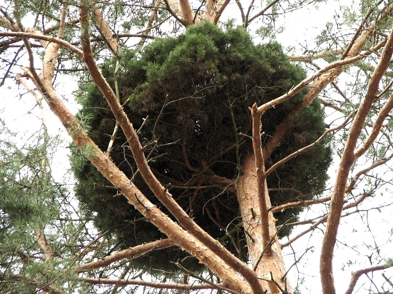 le balai de sorciere cette etrange boule de branches qui pousse dans les arbres 10 le balai de sorciere cette etrange boule de branches qui pousse dans les arbres 10