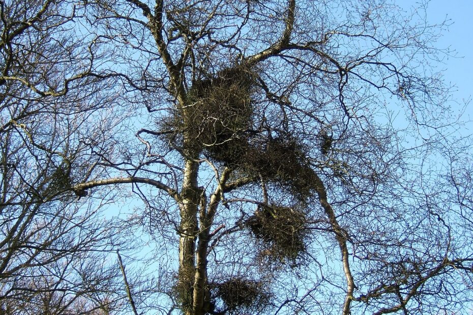 Le balai de sorcière, cette étrange boule de branches qui pousse dans les arbres le balai de sorciere cette etrange boule de branches qui pousse dans les arbres 2 le balai de sorciere cette etrange boule de branches qui pousse dans les arbres 2