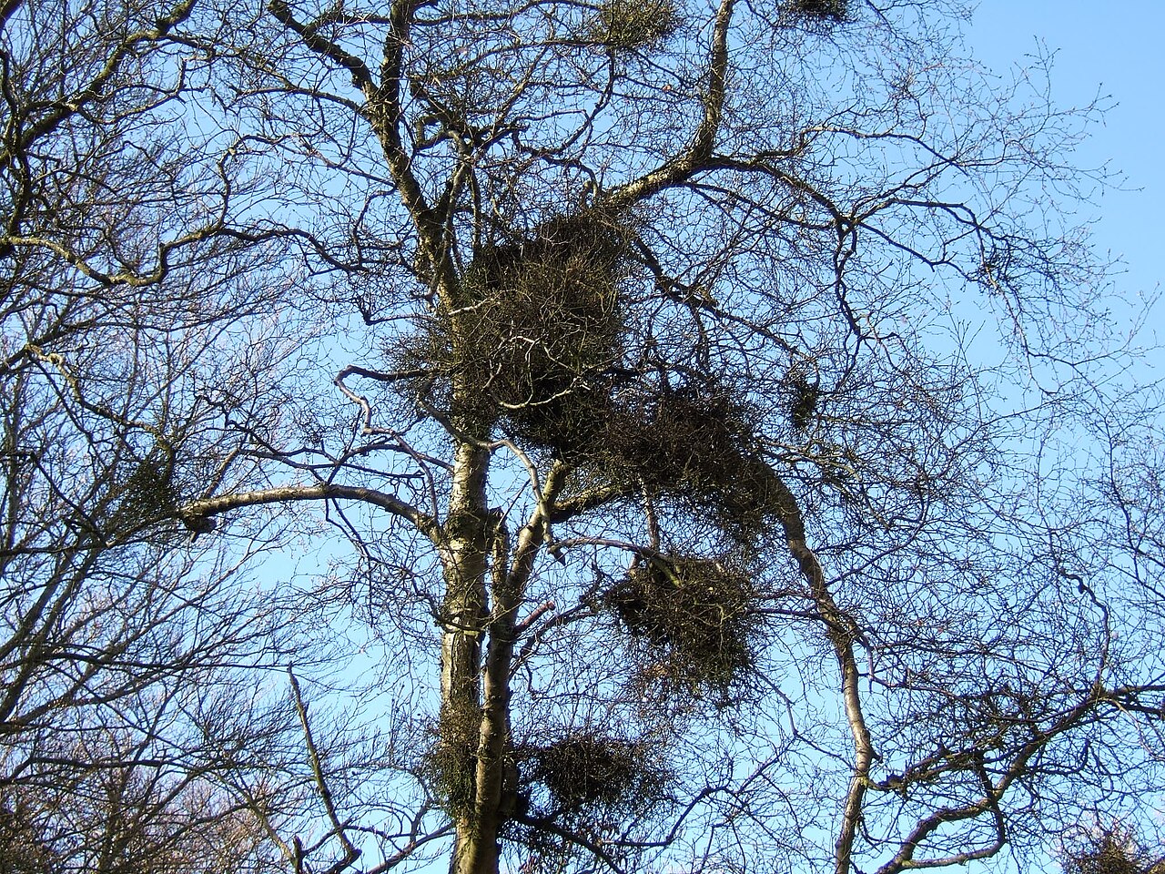 Le balai de sorcière, cette étrange boule de branches qui pousse dans les arbres le balai de sorciere cette etrange boule de branches qui pousse dans les arbres 2 Le balai de sorcière, cette étrange boule de branches qui pousse dans les arbres